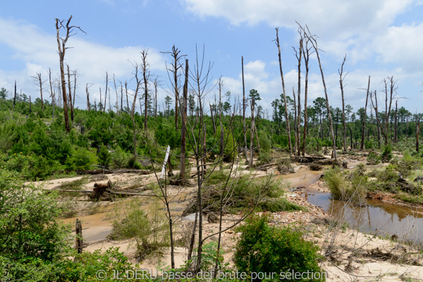 Bastrop State Park, TX, USA